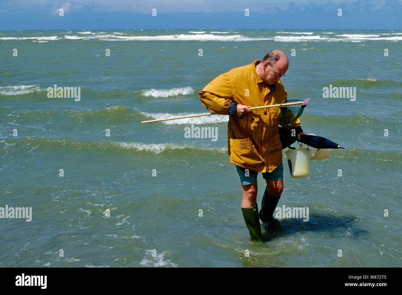 Fish Panne a man fishing shrimp on a Belgian beach during the summer in De Panne ...