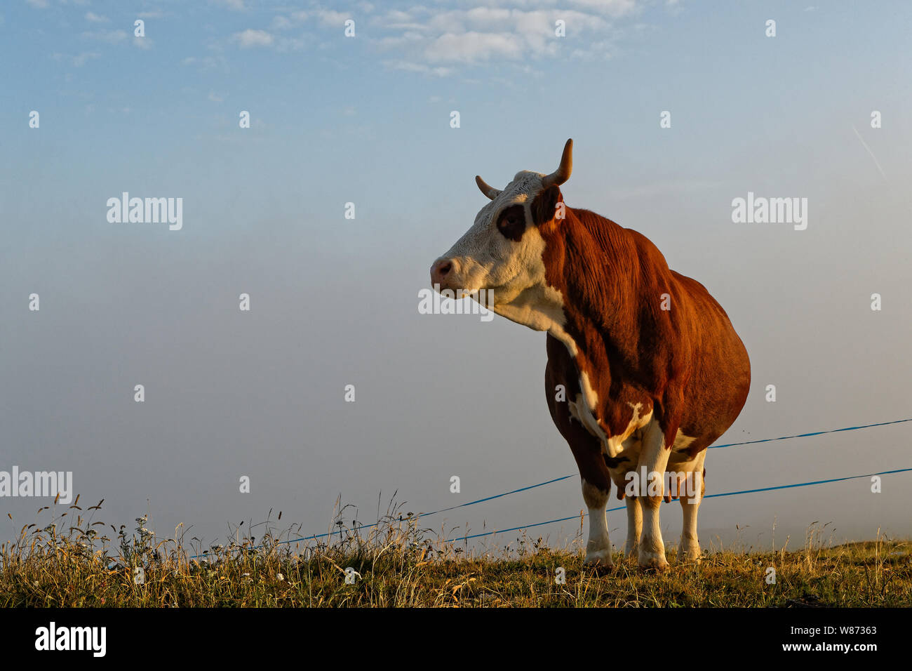 Cow in the meadows of French Alps at sunrise Stock Photo