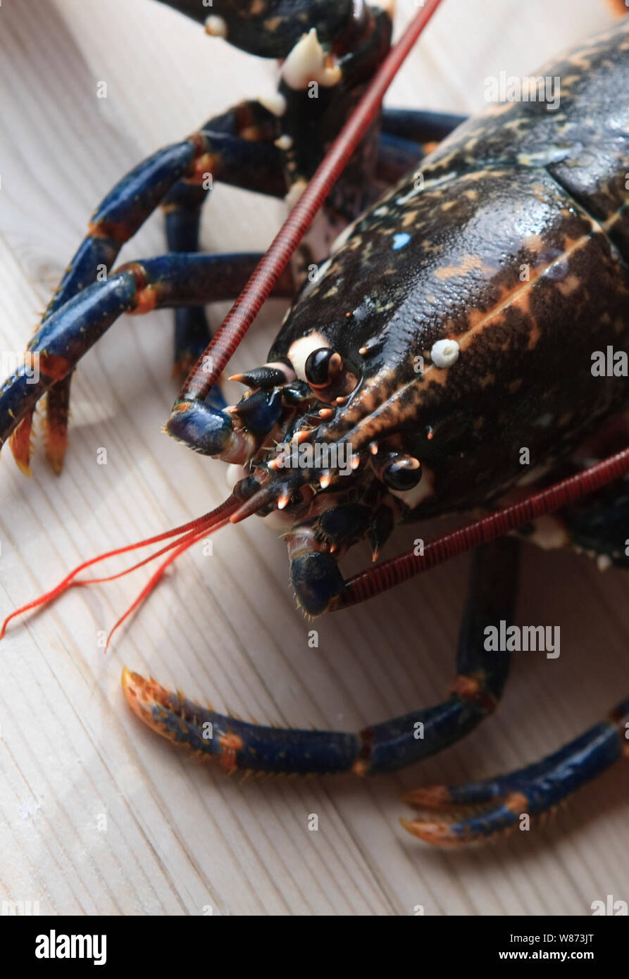 https://c8.alamy.com/comp/W873JT/live-lobster-on-a-wooden-table-top-a-fish-out-of-water-W873JT.jpg