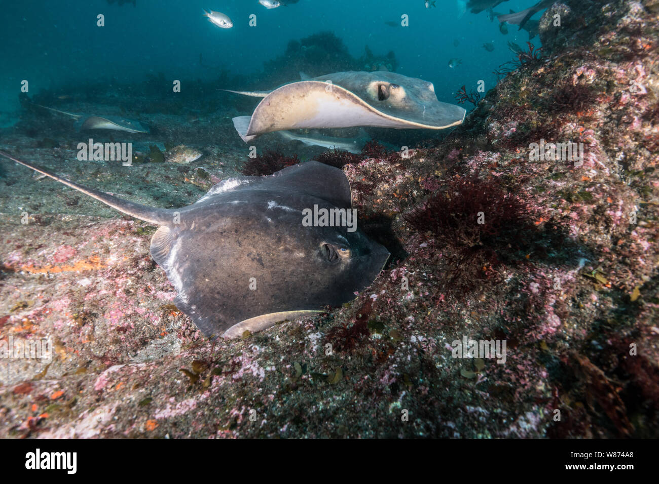 Japanese stingrays swimming around over the rock reef. Tateyama, Chiba, Japan. Top and front view. Stock Photo
