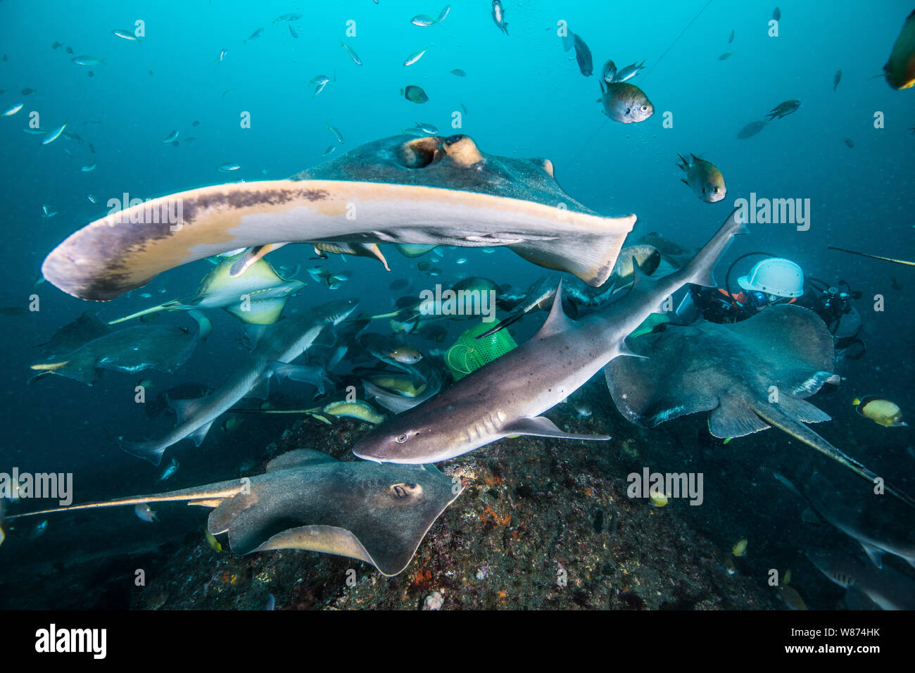 The mob of Banded Hound Sharks and Japanese stingrays rushing to the bait. Japan. Ito, Tateyama, Chiba, Japan (low angle) Stock Photo