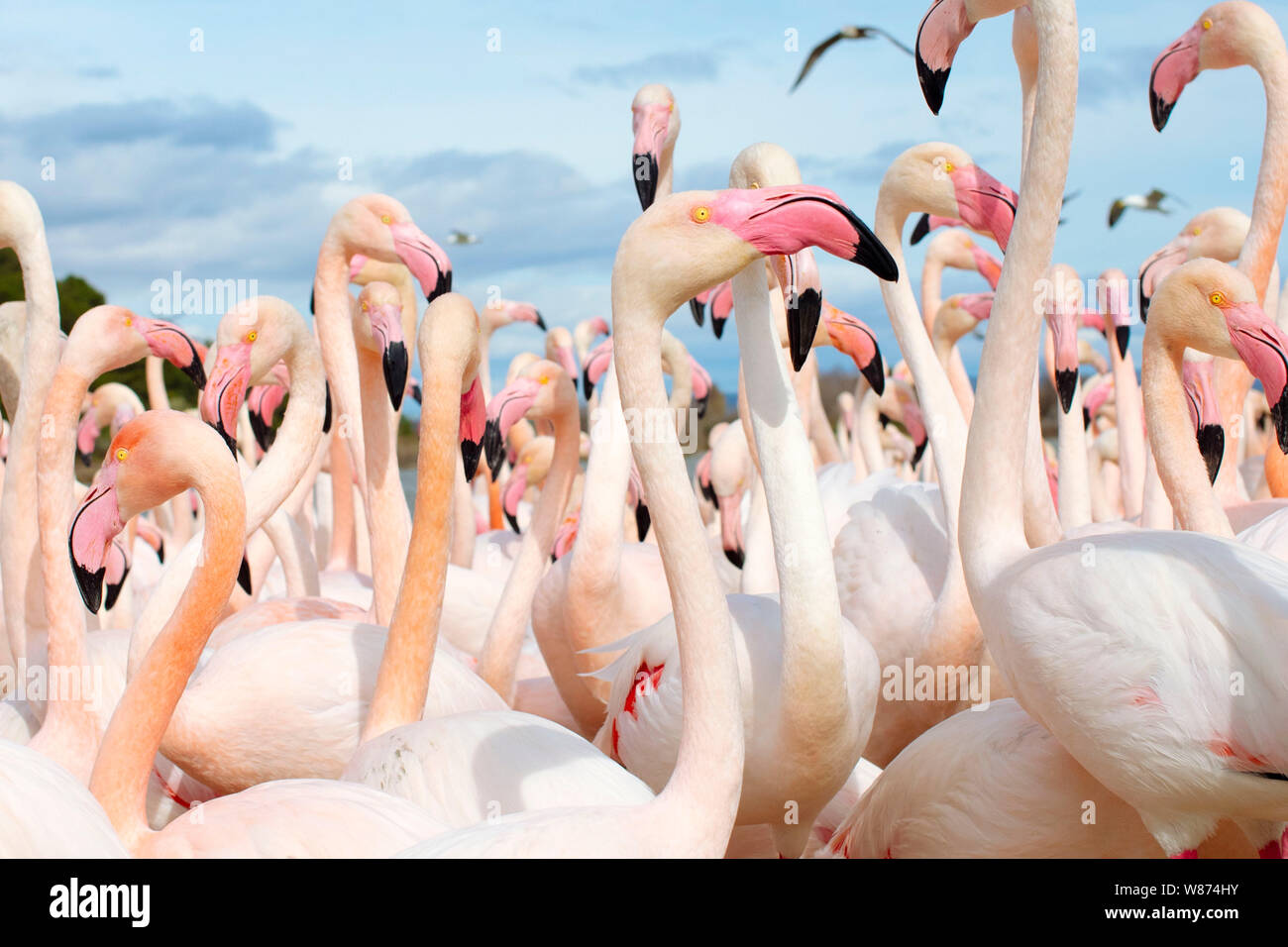 Sigean African Safari Park (south of France): American flamingo colony, phoenicopterus ruber roseus Stock Photo