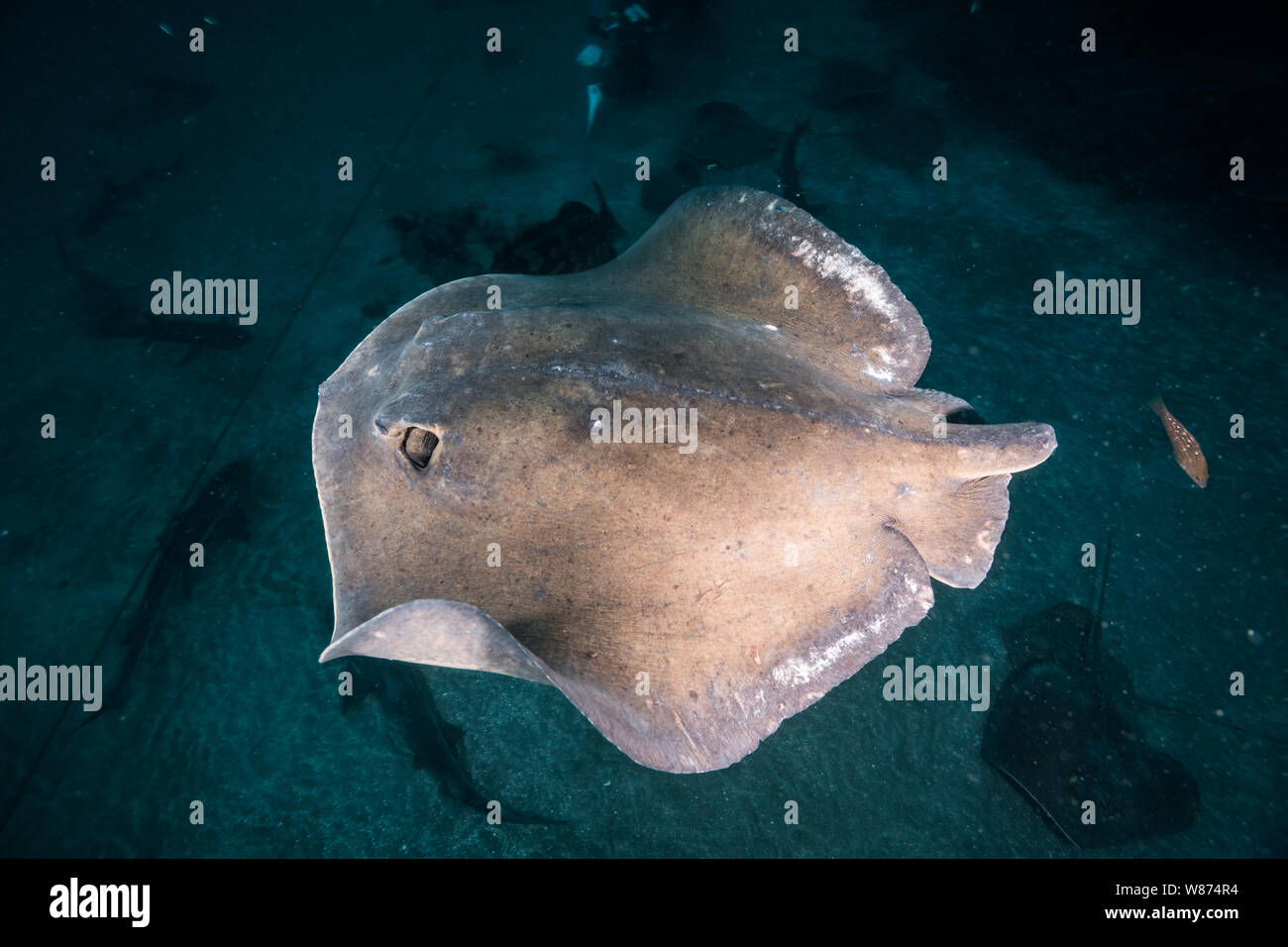 Japanese stingray is swimming over the rock reef. A high angle of view. Japan. Ito, Tateyama, Chiba, Japan Stock Photo
