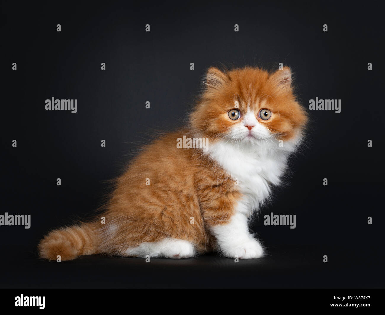 Adorable red with white British Longhair cat kitten, sitting side ways. Looking at camera with big round eyes. Isolated on black background. Stock Photo