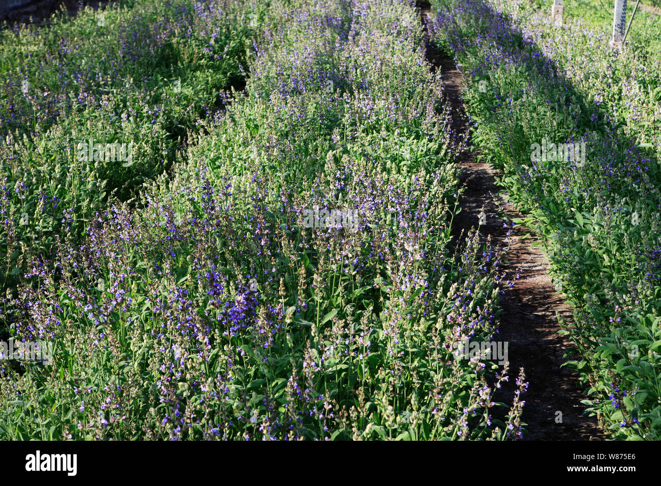 lavender plants growing in a commercial greenhouse Stock Photo