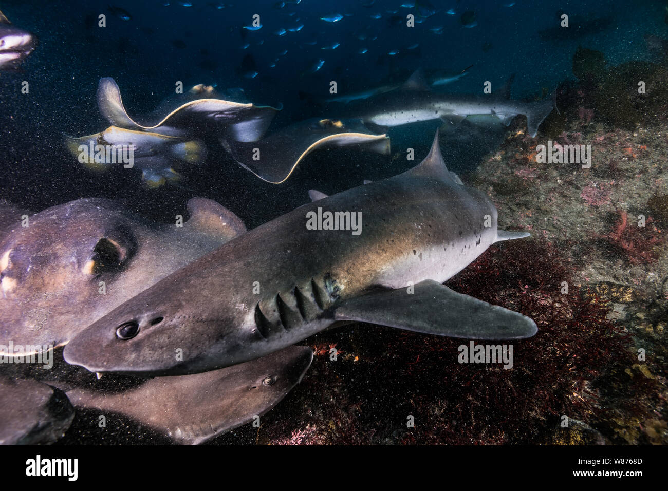 The mob of Banded Hound Sharks and Japanese stingrays rushing to the bait. Japan. Ito, Tateyama, Chiba, Japan (close-up) Stock Photo