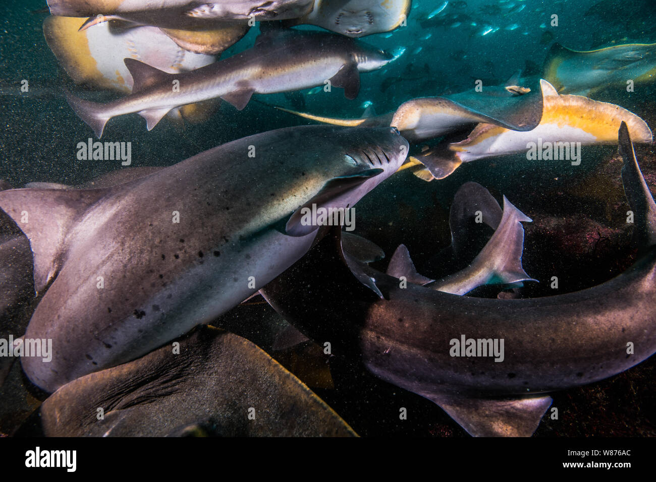 The mob of Banded Hound Sharks and Japanese stingrays rushing to the bait. Japan. Ito, Tateyama, Chiba, Japan (close-up) Stock Photo