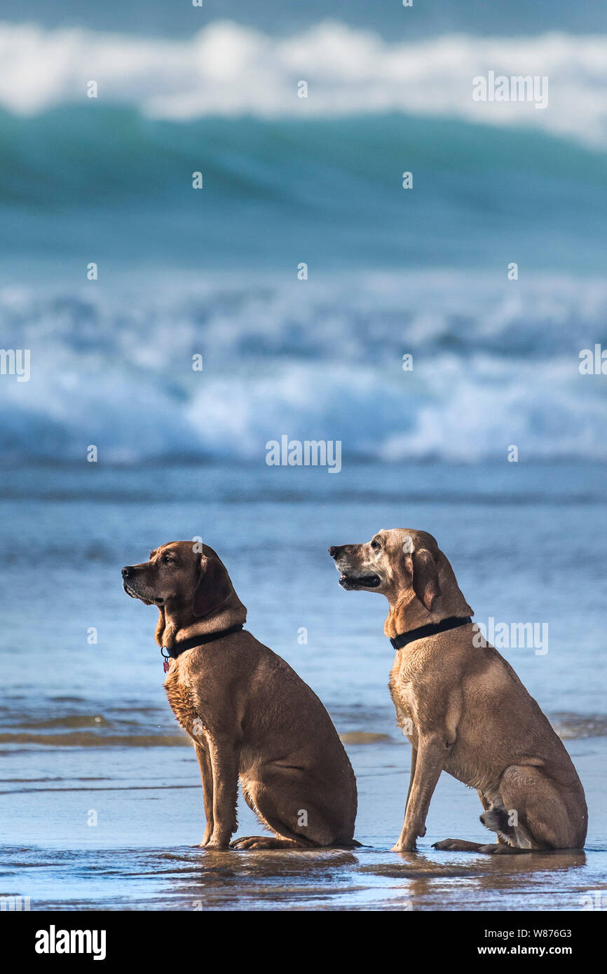 Two well behaved Hungarian Viszler dogs sitting on the shore at Fistral Beach in Newquay in Cornwall. Stock Photo