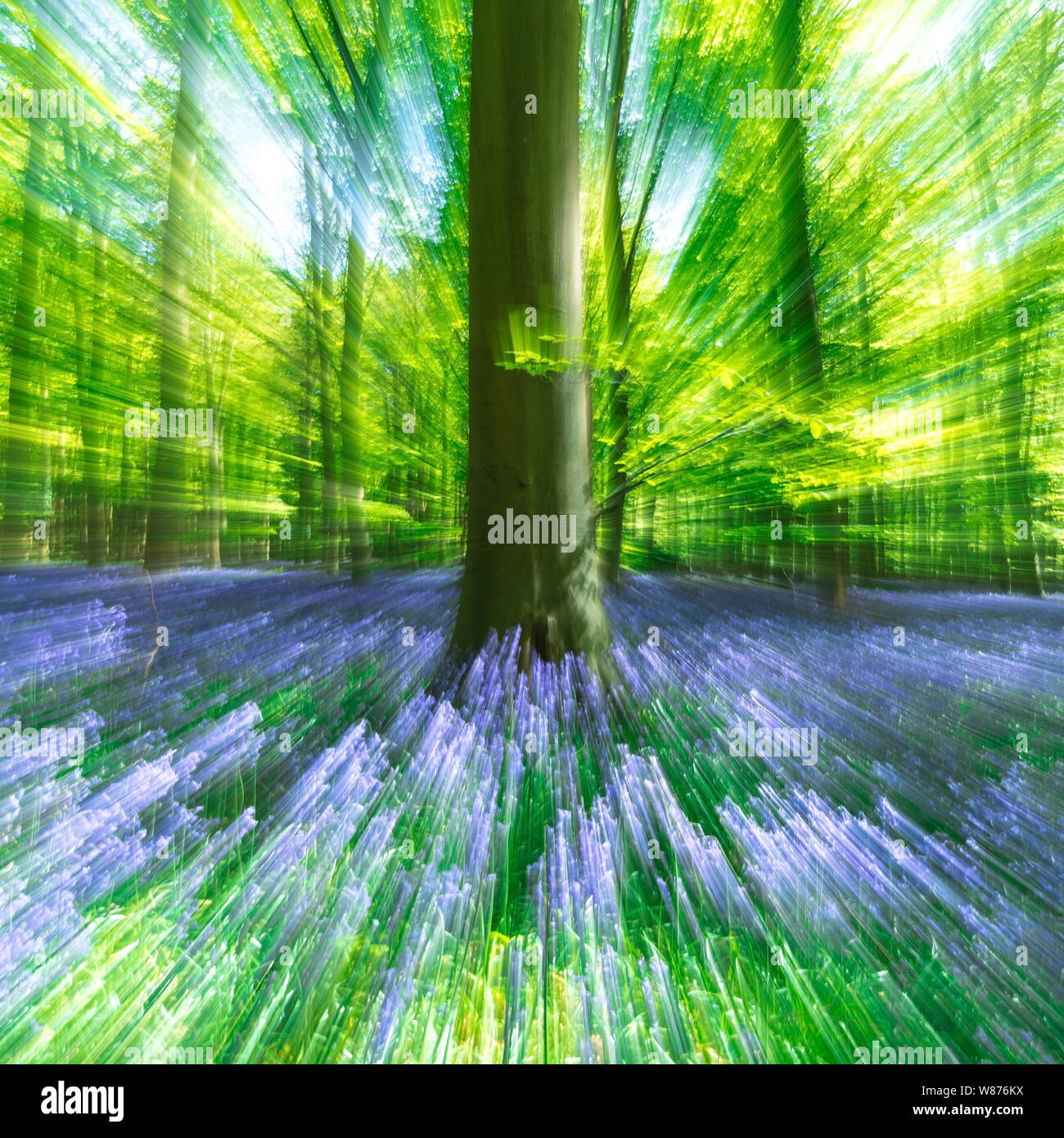 Abstract of bluebell in forest Stock Photo - Alamy