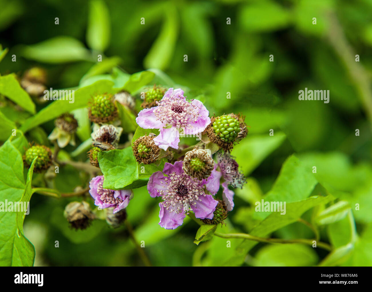 Blackberry flowers and immature blackberries, actually, still green, at East Aberthaw Nature Reserve, Vale of Glamorgan Stock Photo