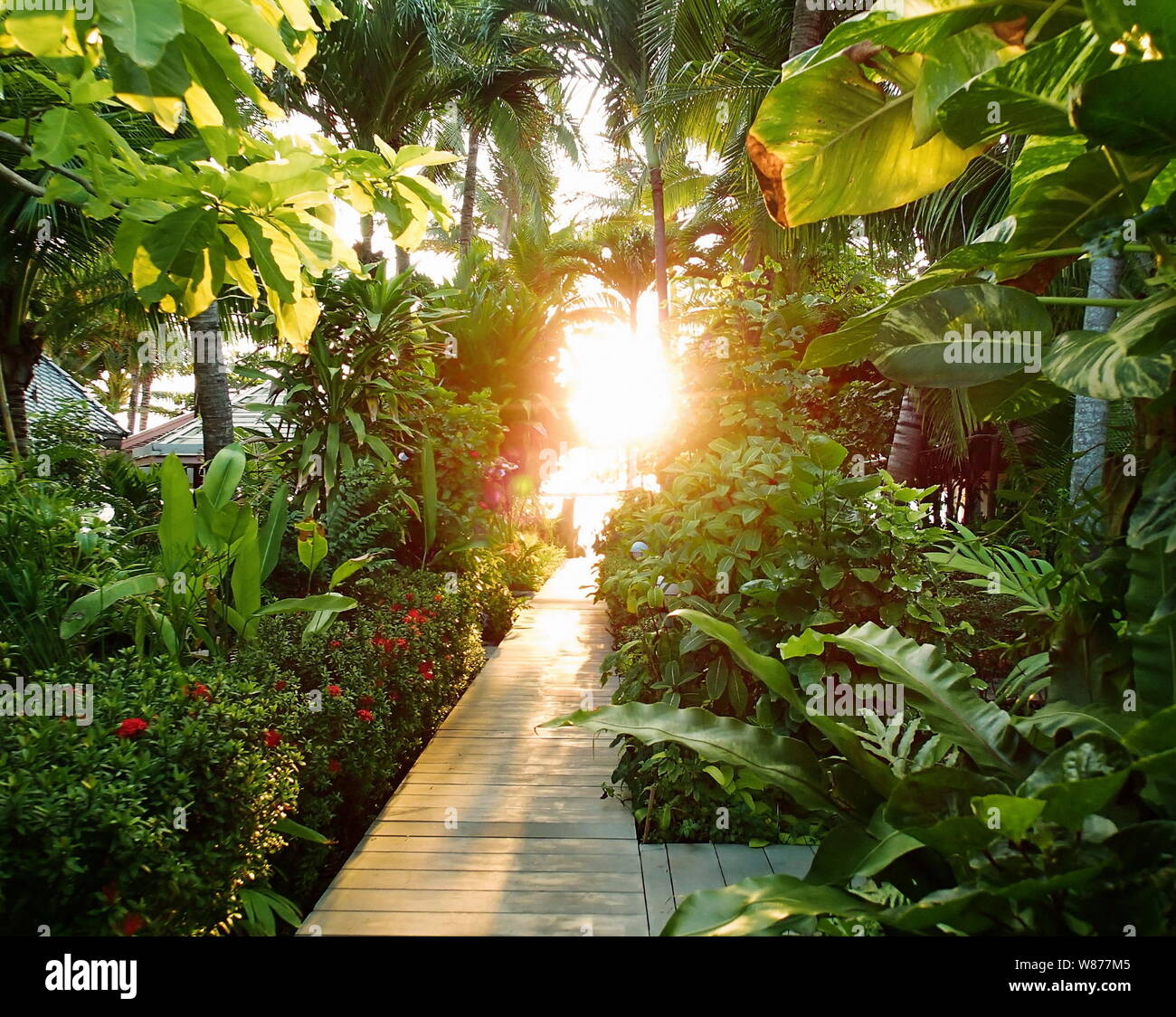Morning sunlight in greenery, pathway in tropic jungle Stock Photo