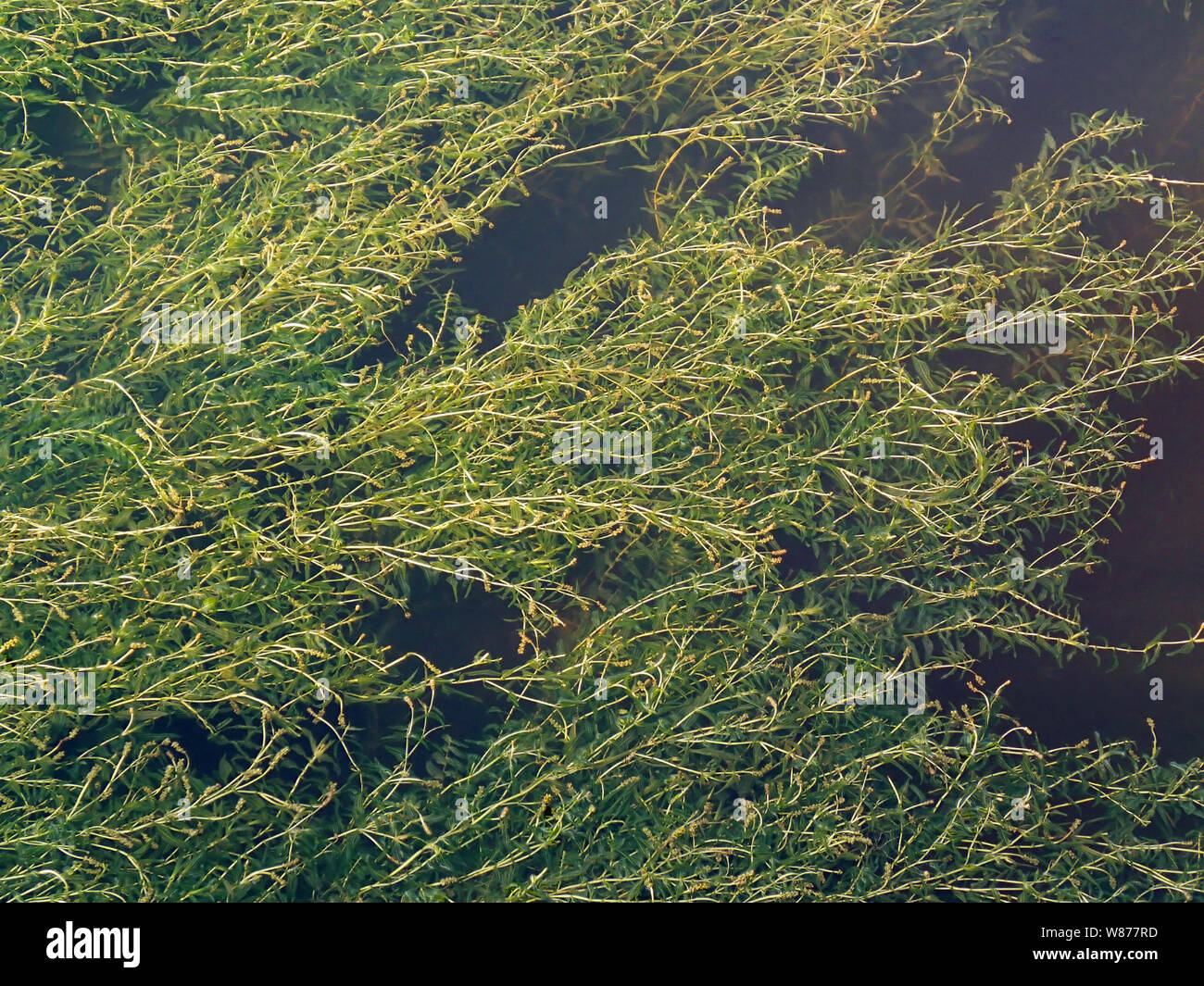 Swamp background, texture of green algae in water Stock Photo