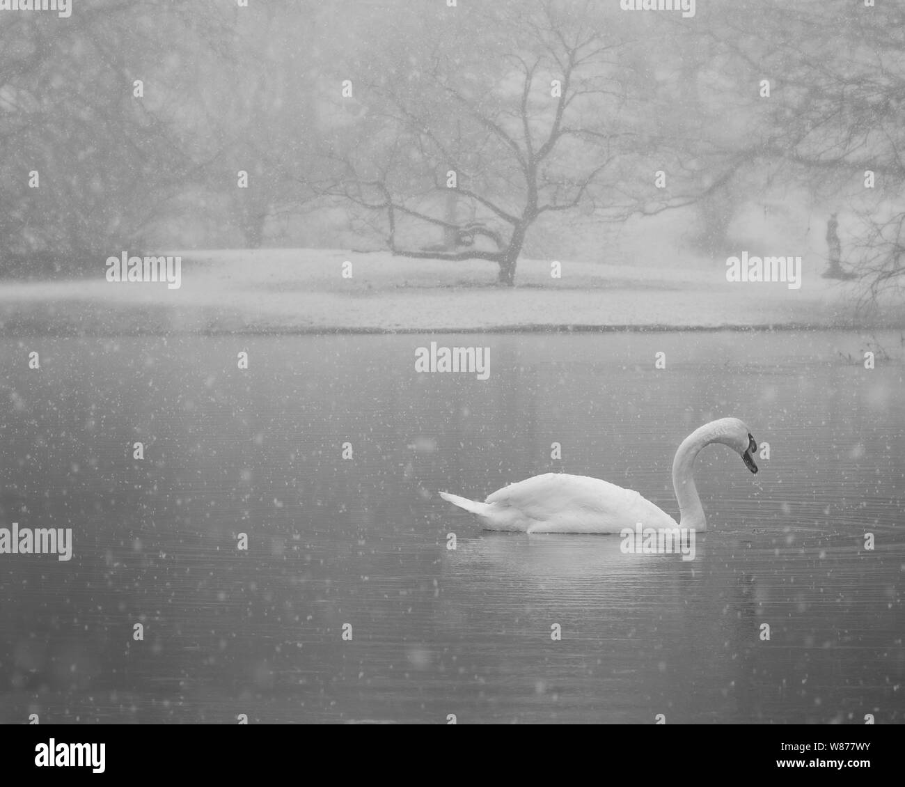 Swan with black background and reflection Stock Photo