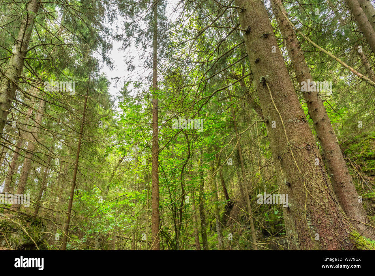 Old growth boreal forest hi-res stock photography and images - Alamy