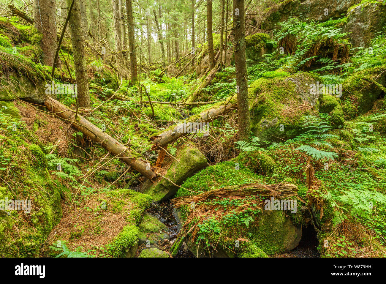 Falling trees in a ravine in an old forest Stock Photo
