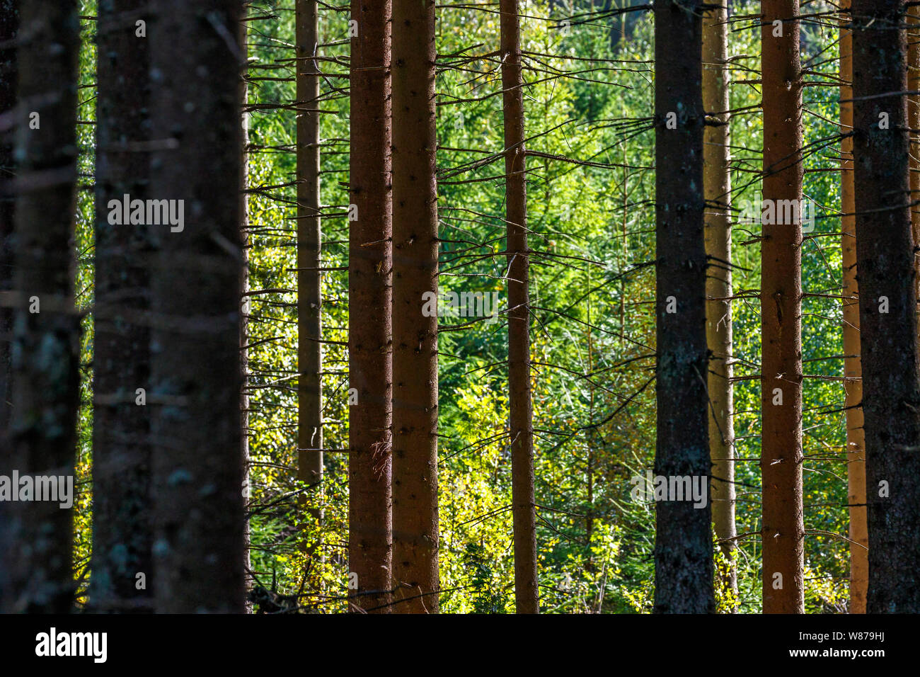 Tree trunks in a spruce woods Stock Photo