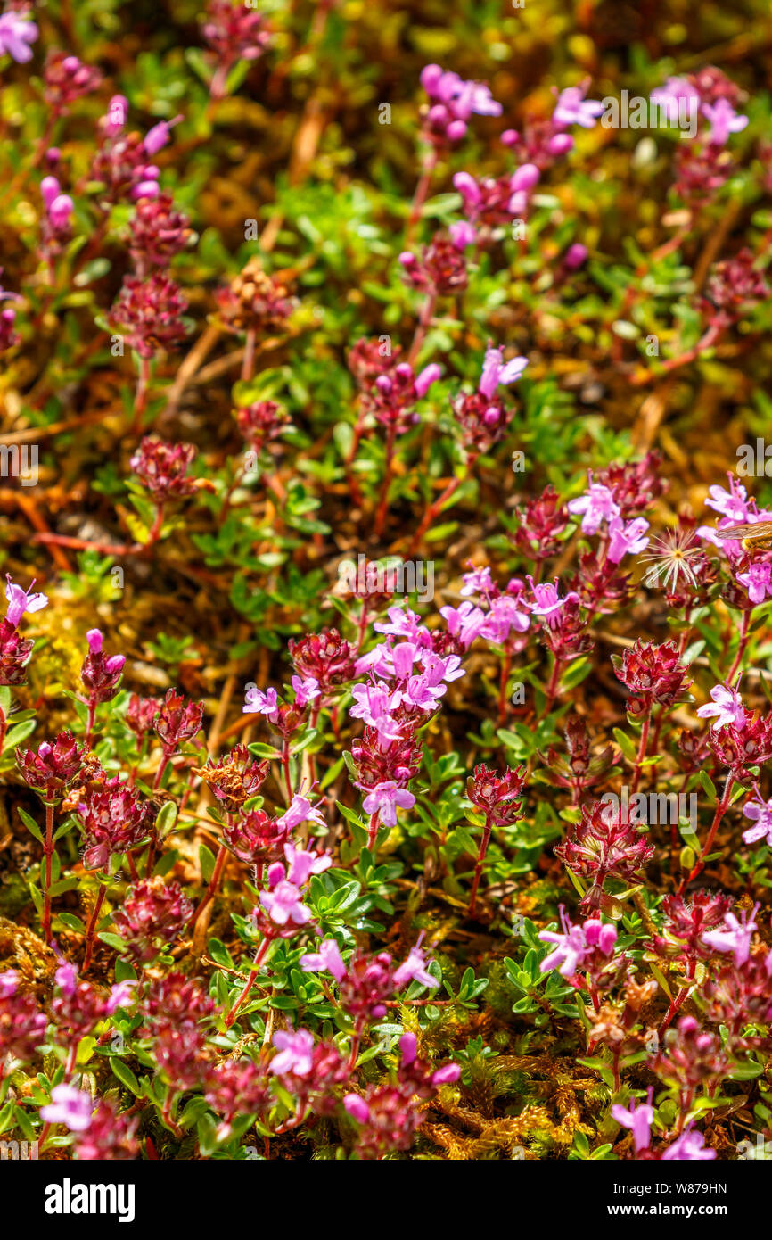 Wild Thyme Breckland Thyme Creeping High Resolution Stock Photography