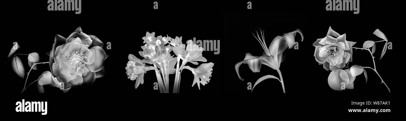 High resolution black and white floral panoramic photographic montage of Rose, Iris and daffodil.  Each image has been individually processed, and can Stock Photo