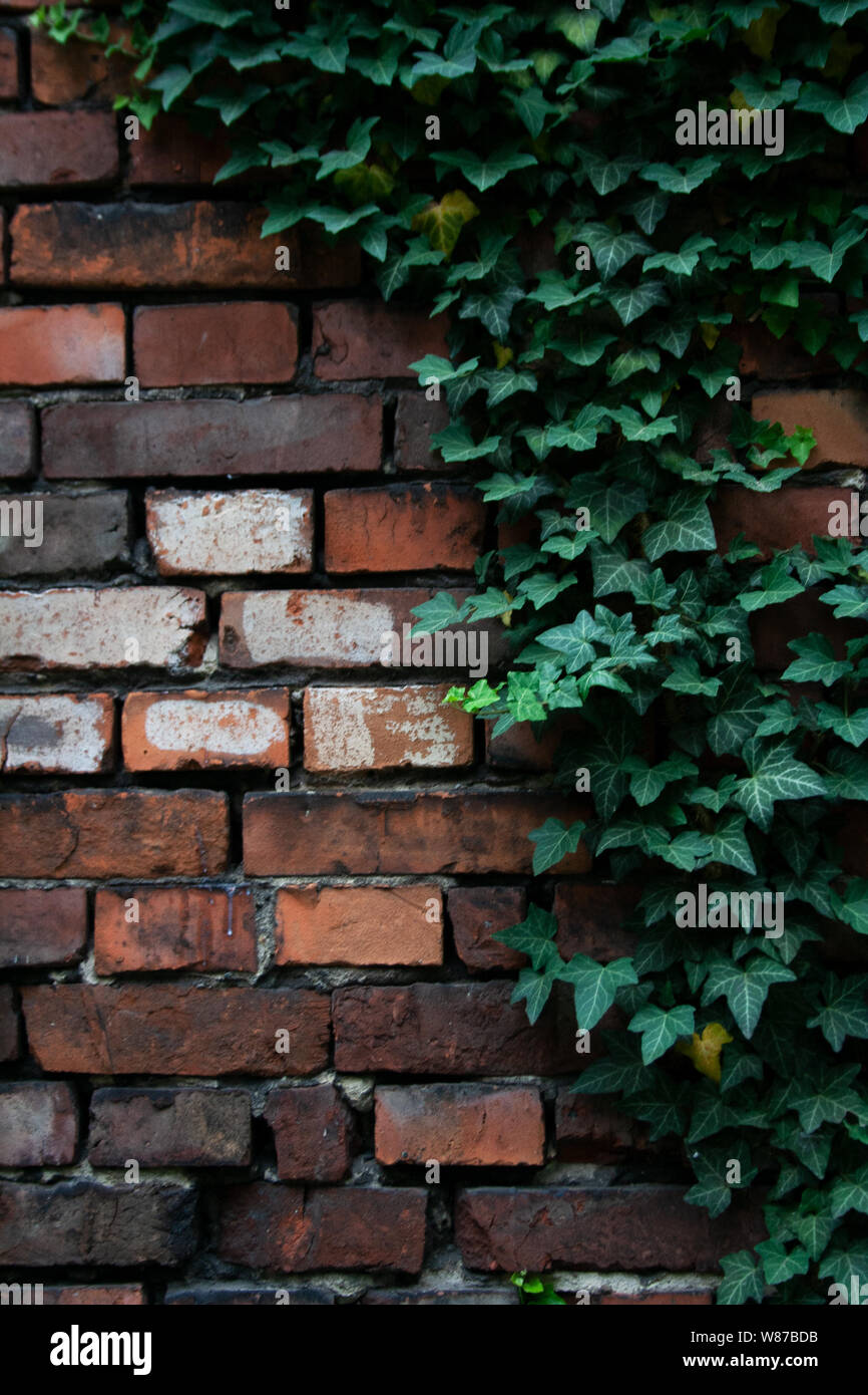 Orange brick wall covered by green climbing ivy plant in Krakow old ...