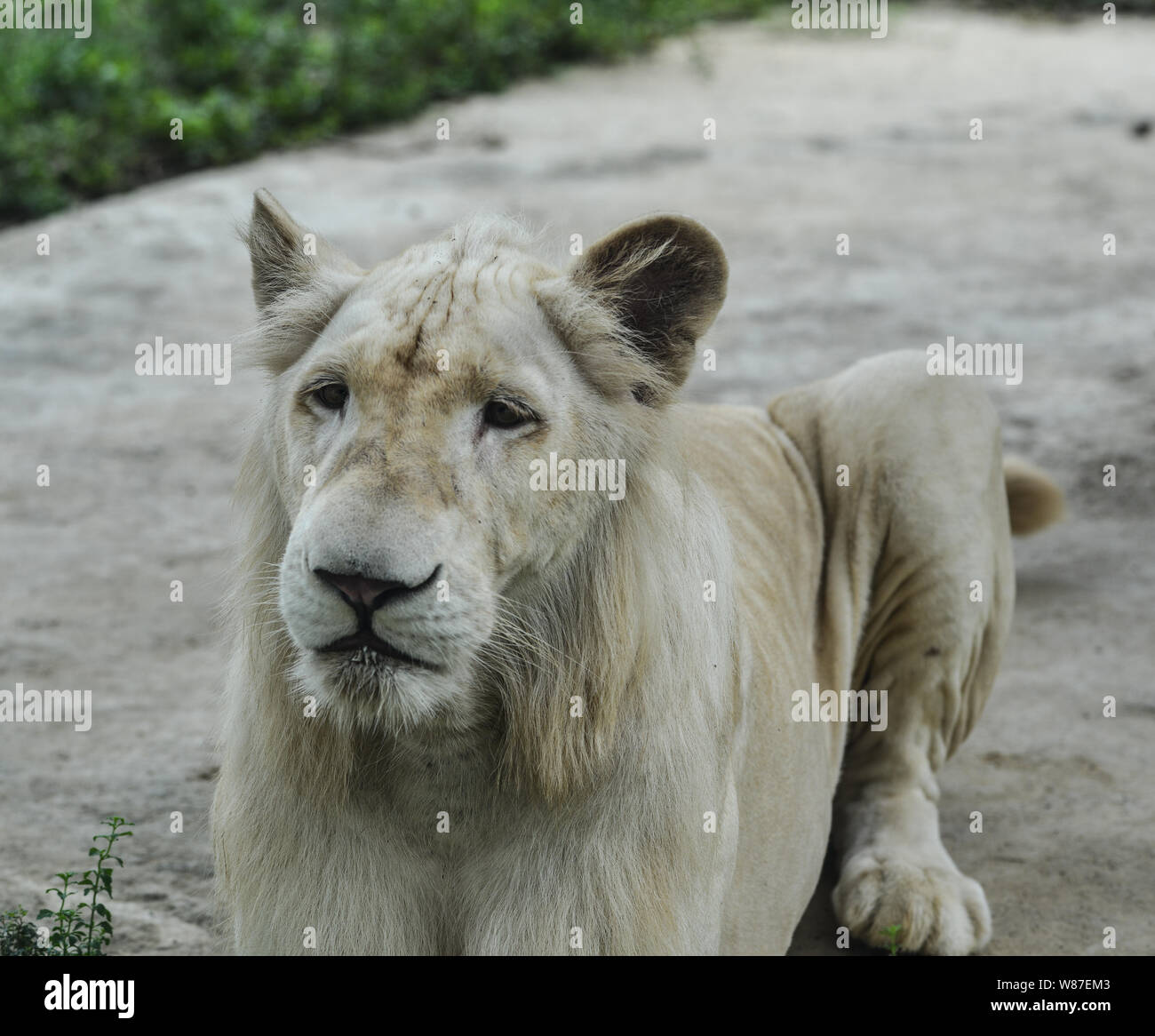 A White Transvaal lion (Panthera leo krugeri) playing in the zoo. Stock Photo