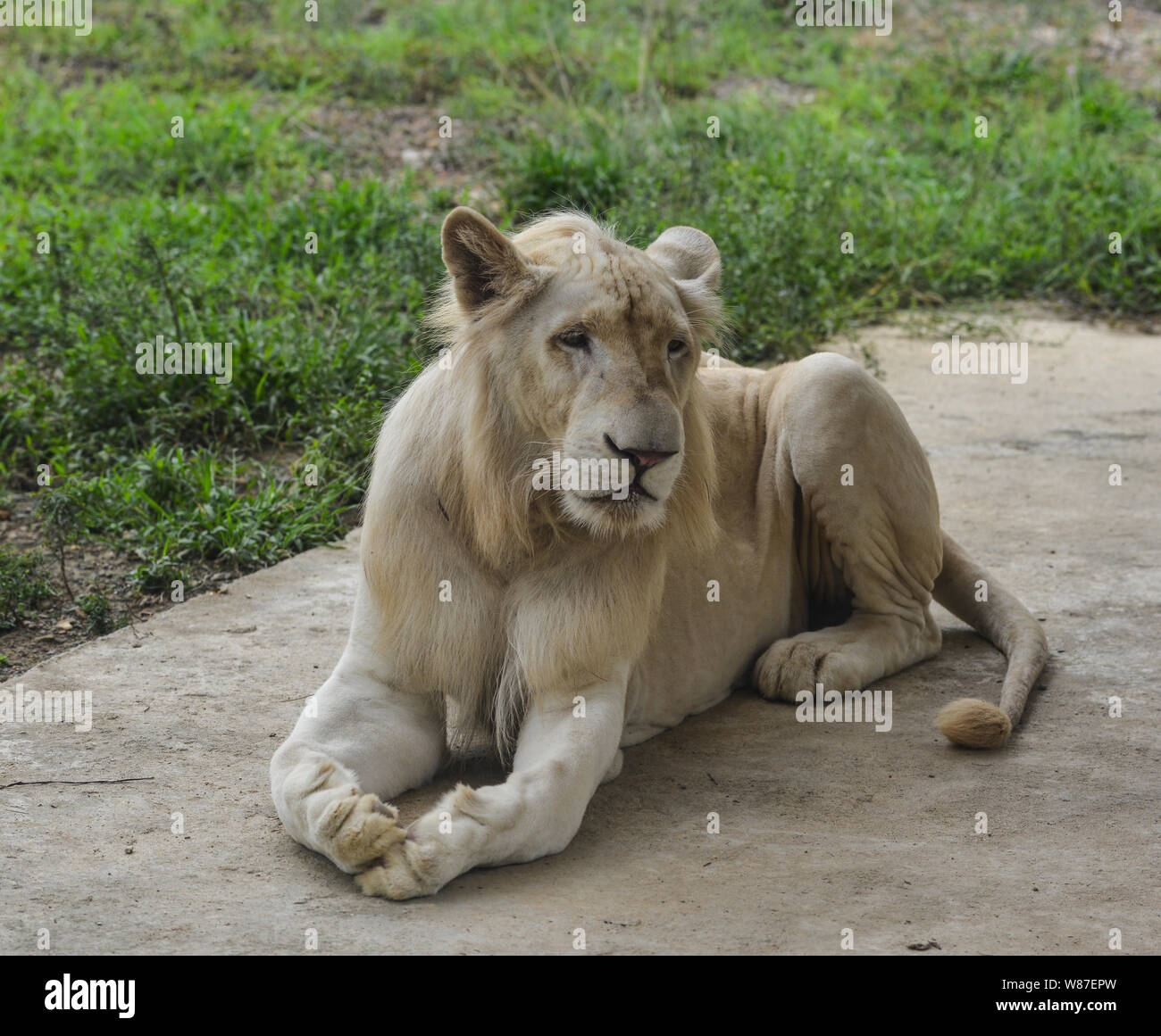 A White Transvaal lion (Panthera leo krugeri) playing in the zoo. Stock Photo