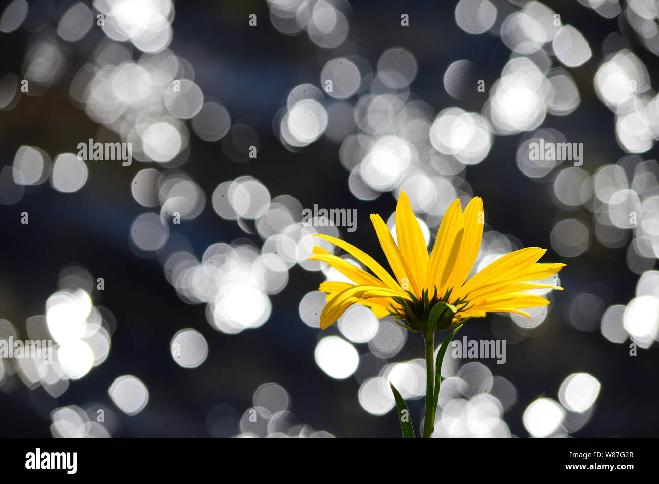 Back underside of yellow daisy with sparkle water background. Stock Photo