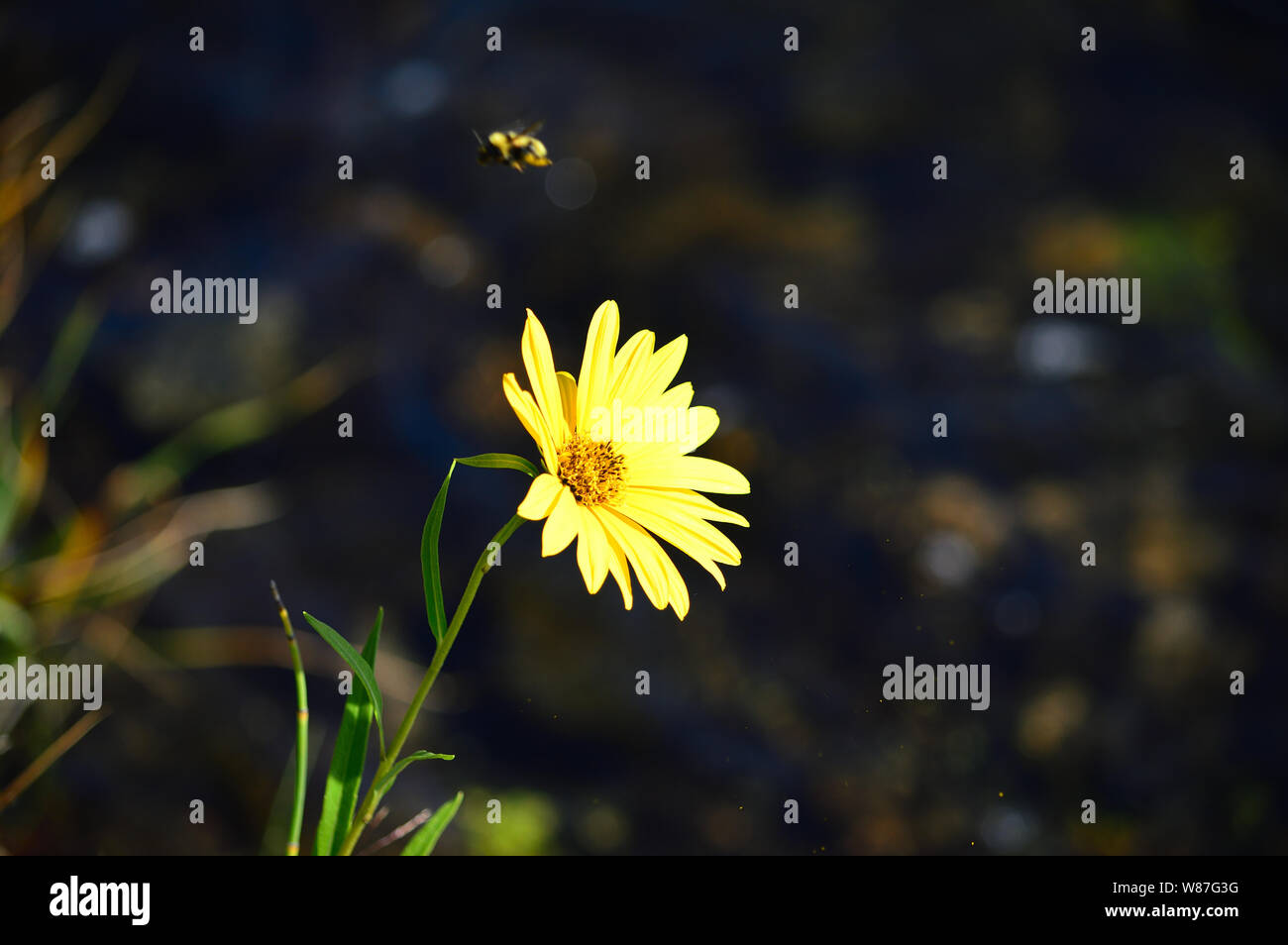 Yellow daisy and bumble bee with blurred dark background. Stock Photo