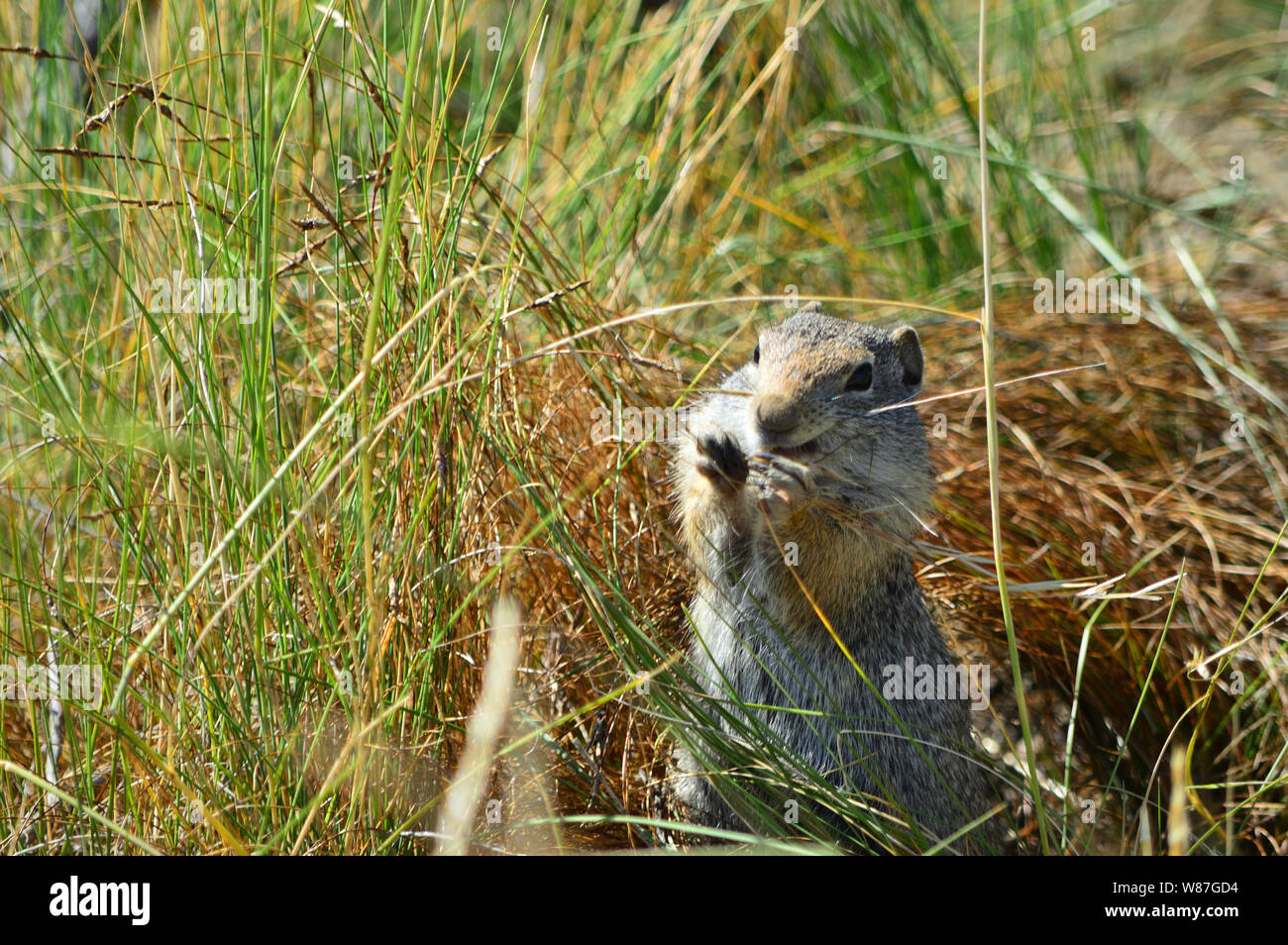 Squirrel with big cheeks eating grass in meadow Stock Photo Alamy