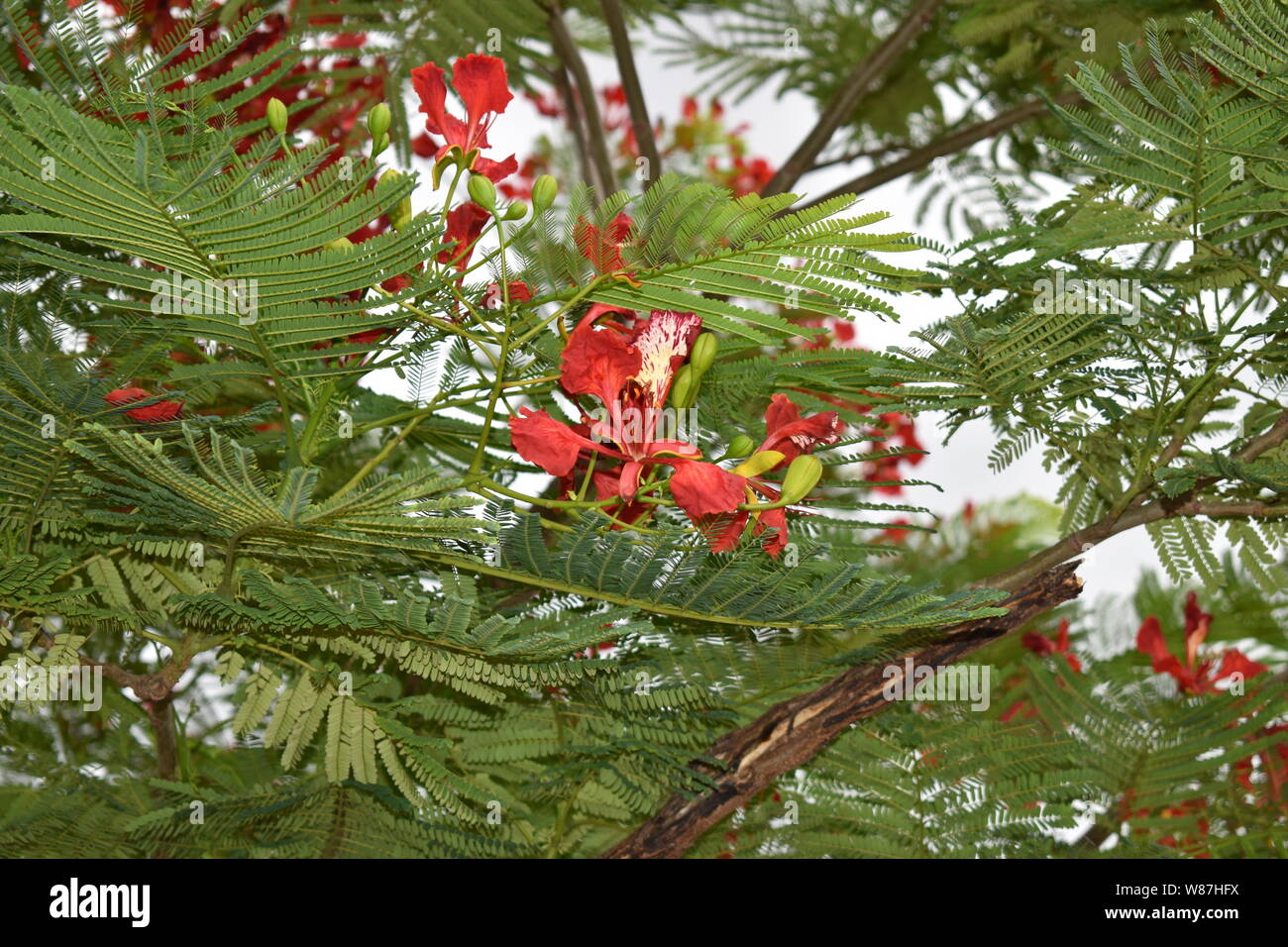 RED PEACOCK FLOWERS ON GREEN POINCIANA TREE Stock Photo - Alamy