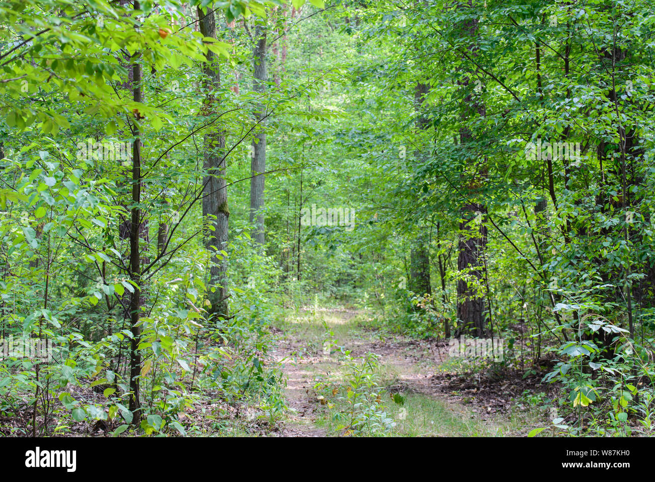 Empty footpath trees in park forest hi-res stock photography and images ...