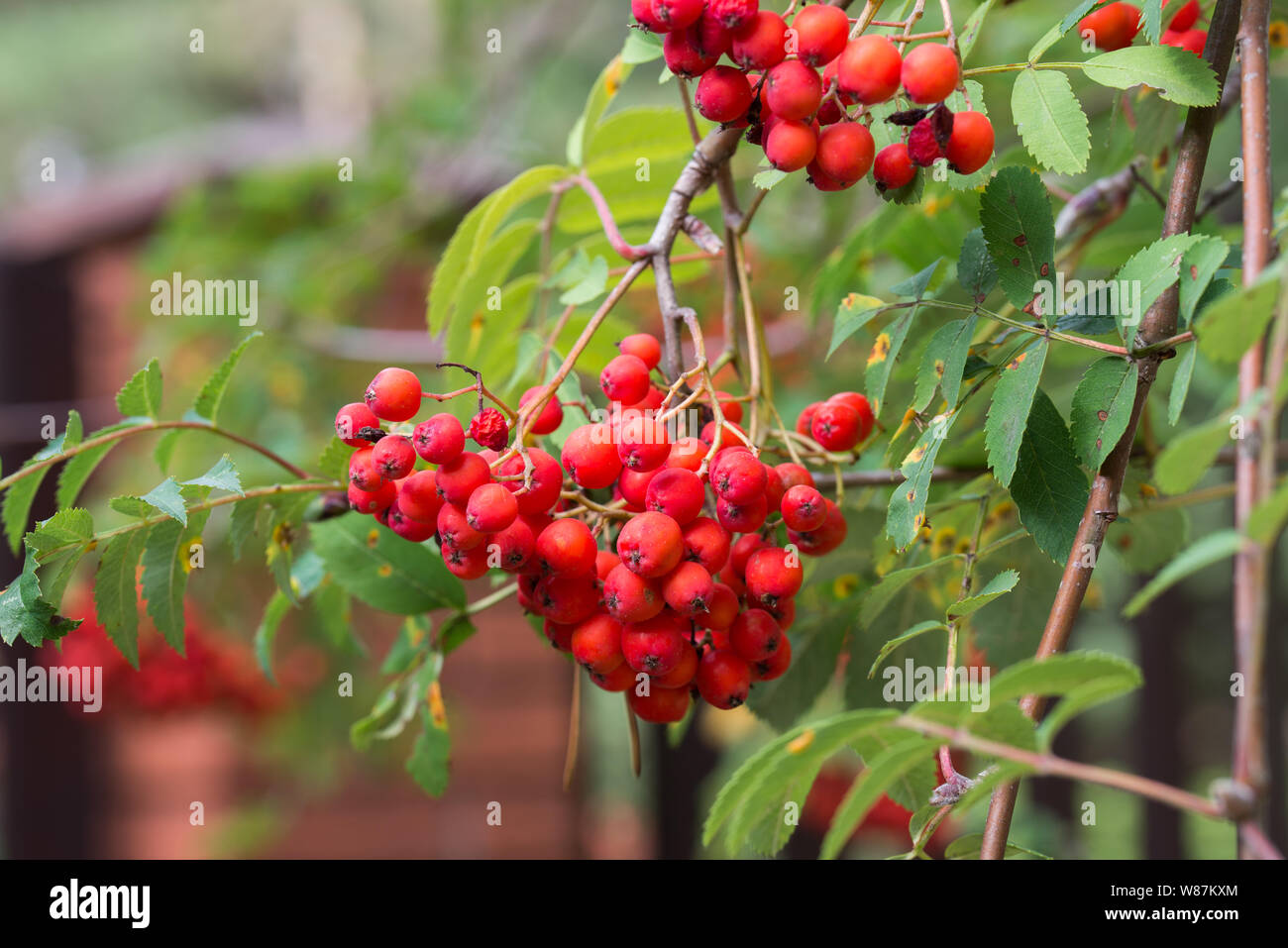 rowan berries on branches Stock Photo