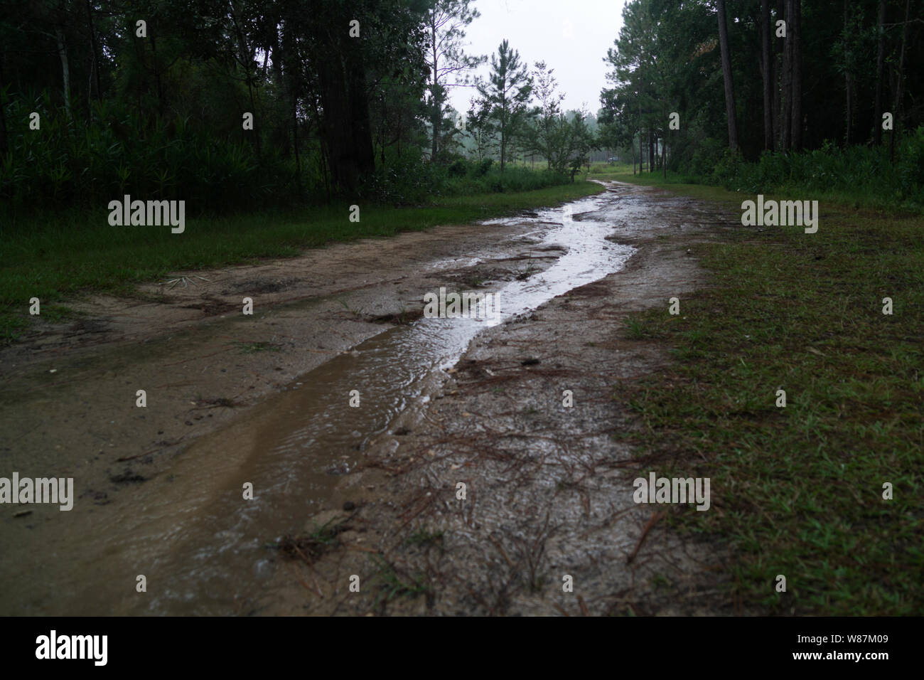 Muddy path in the woods at the Graham Creek Nature Preserve in Foley, Alabama, USA. Stock Photo