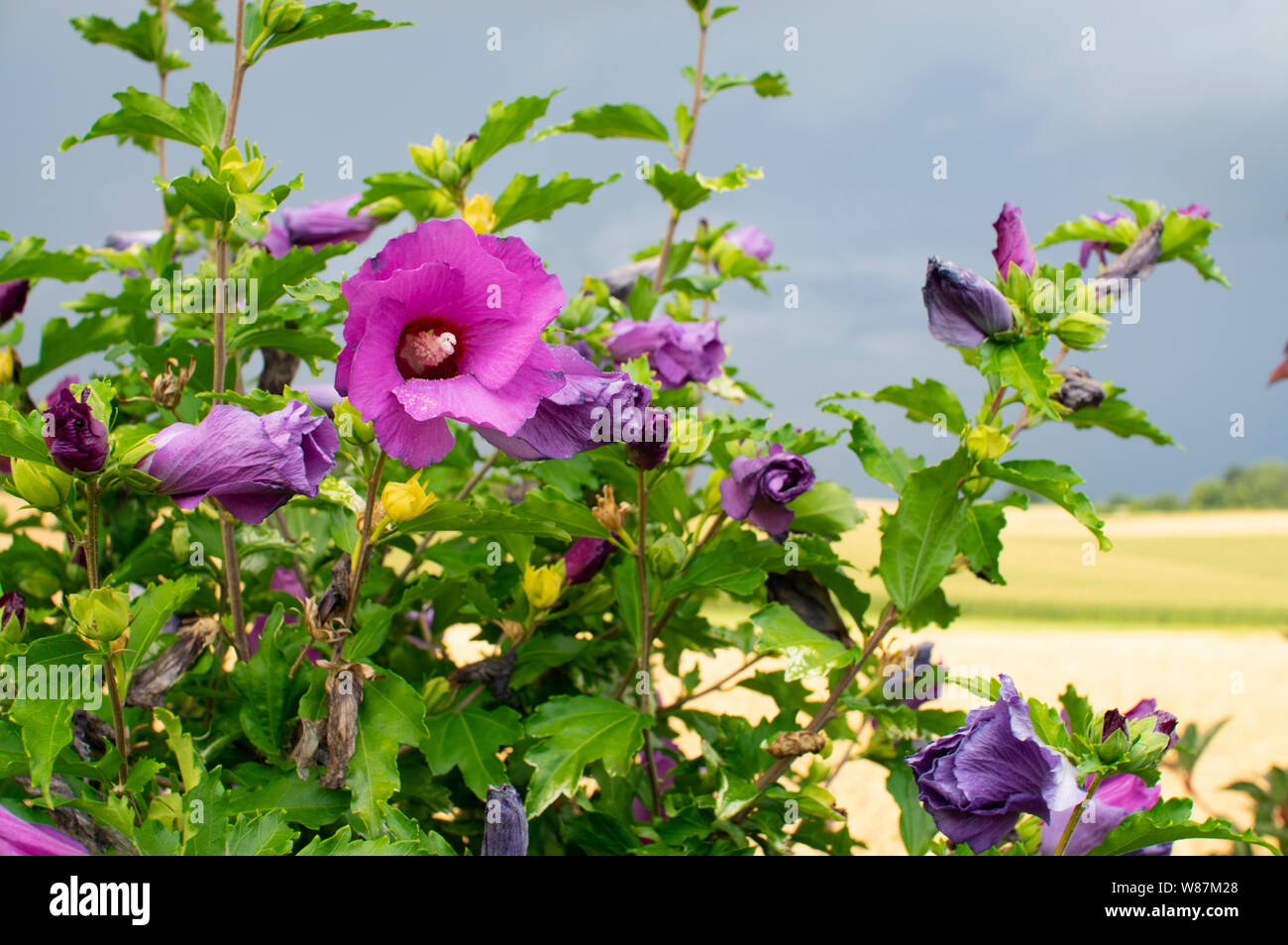 purple Hibiscus against a  dark stormy background Stock Photo
