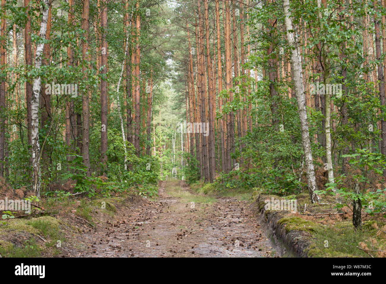 Empty footpath trees in park forest hi-res stock photography and images ...