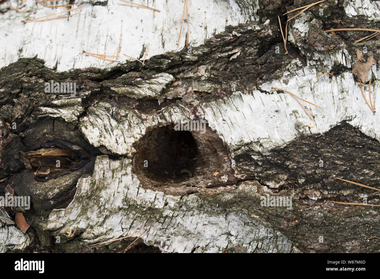 bird hole in fallen birch tree trunk Stock Photo