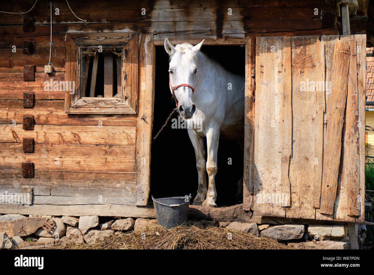 Farm White Horse Front Side Framed In Old Rustic Stable Door