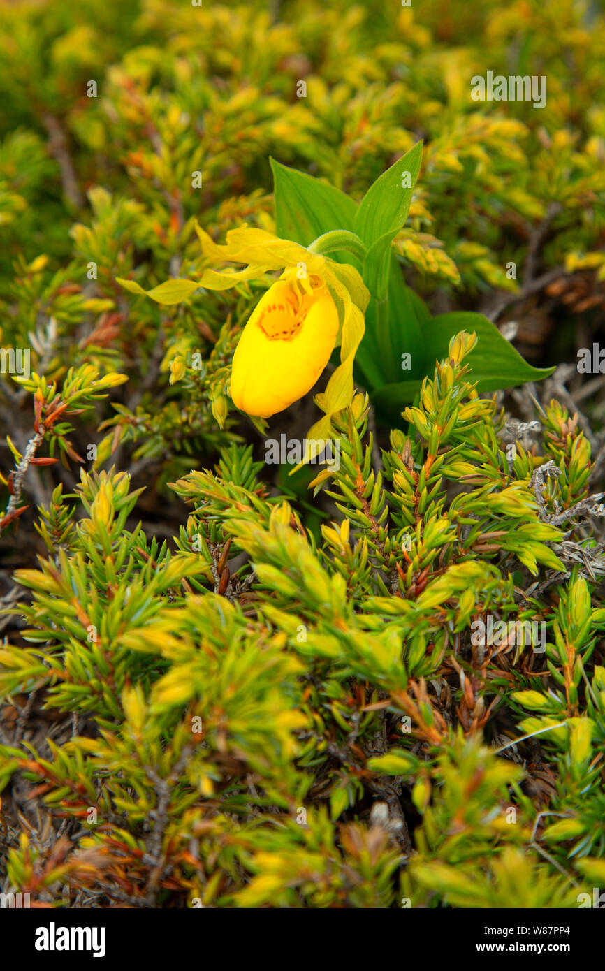 Yellow Lady's Slipper (Cypripedium parviflorum), Table Point Ecological Reserve, Newfoundland and Labrador, Canada Stock Photo