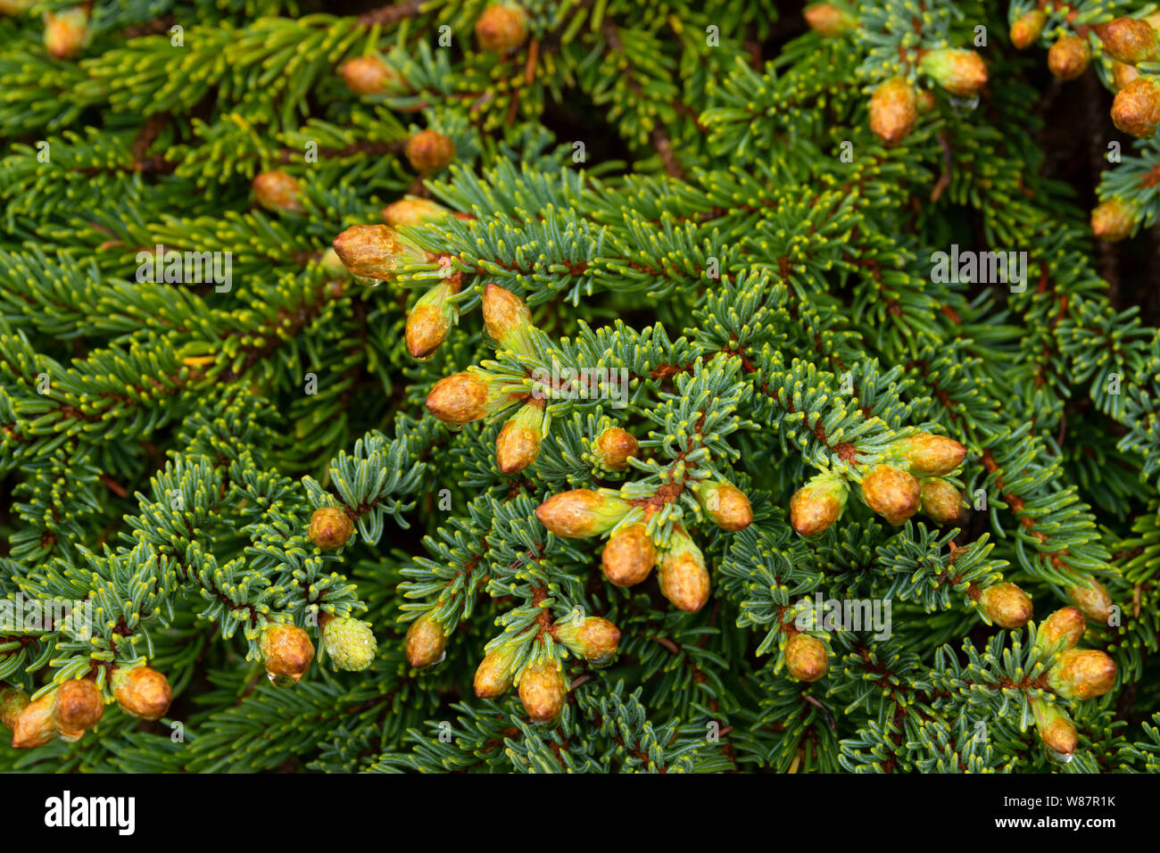 Black spruce along Thrombolites Trail, Flowers Cove, Newfoundland and Labrador, Canada Stock Photo
