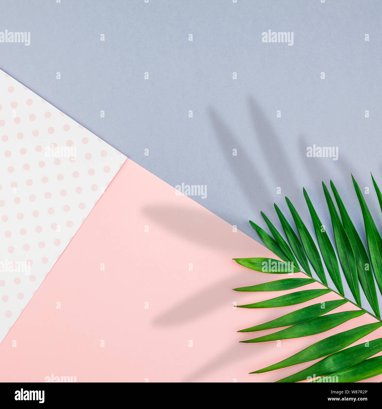 Creative flat lay top view of green tropical palm leaves on color paper ...