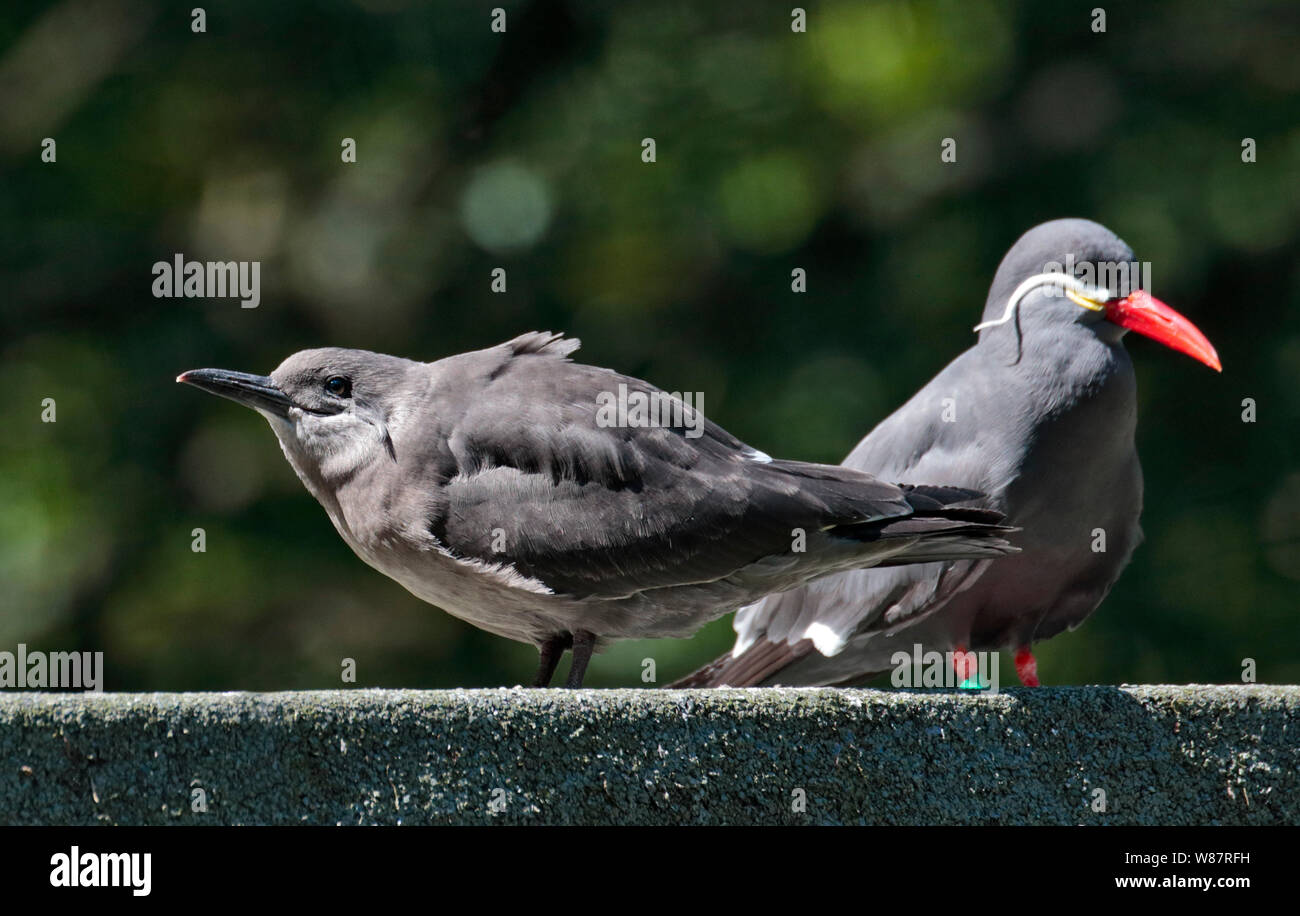 Inca Terns (larosterna inca) juvenile and adult Stock Photo