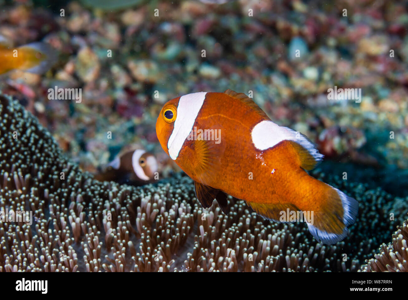 Cute Saddleback Clownfish on a Coral Reef Stock Photo