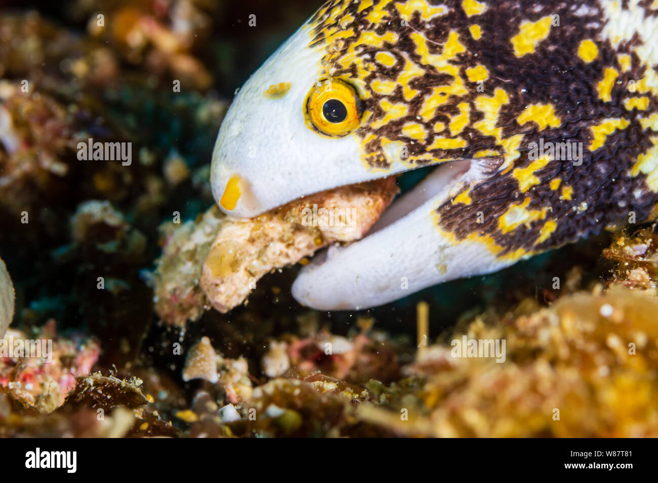 Moray Eels Eating