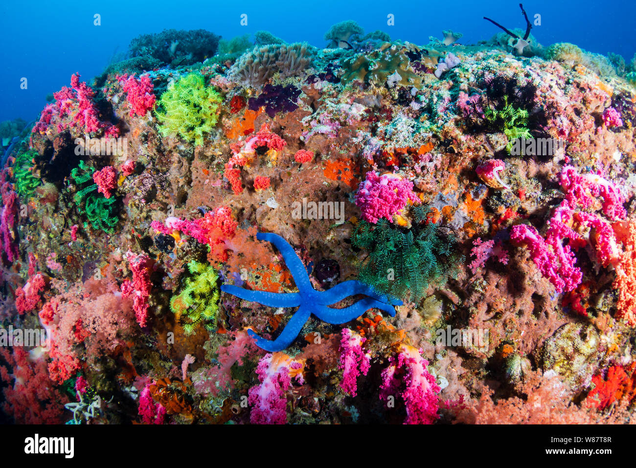 Colorful Blue Starfish and Colorful Corals on a Tropical Reef Stock Photo