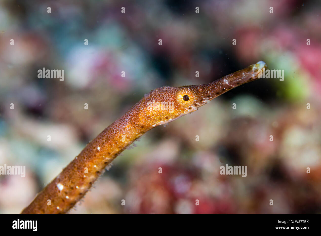 Closeup of a Pipefish Underwater on a Coral Reef Stock Photo Alamy