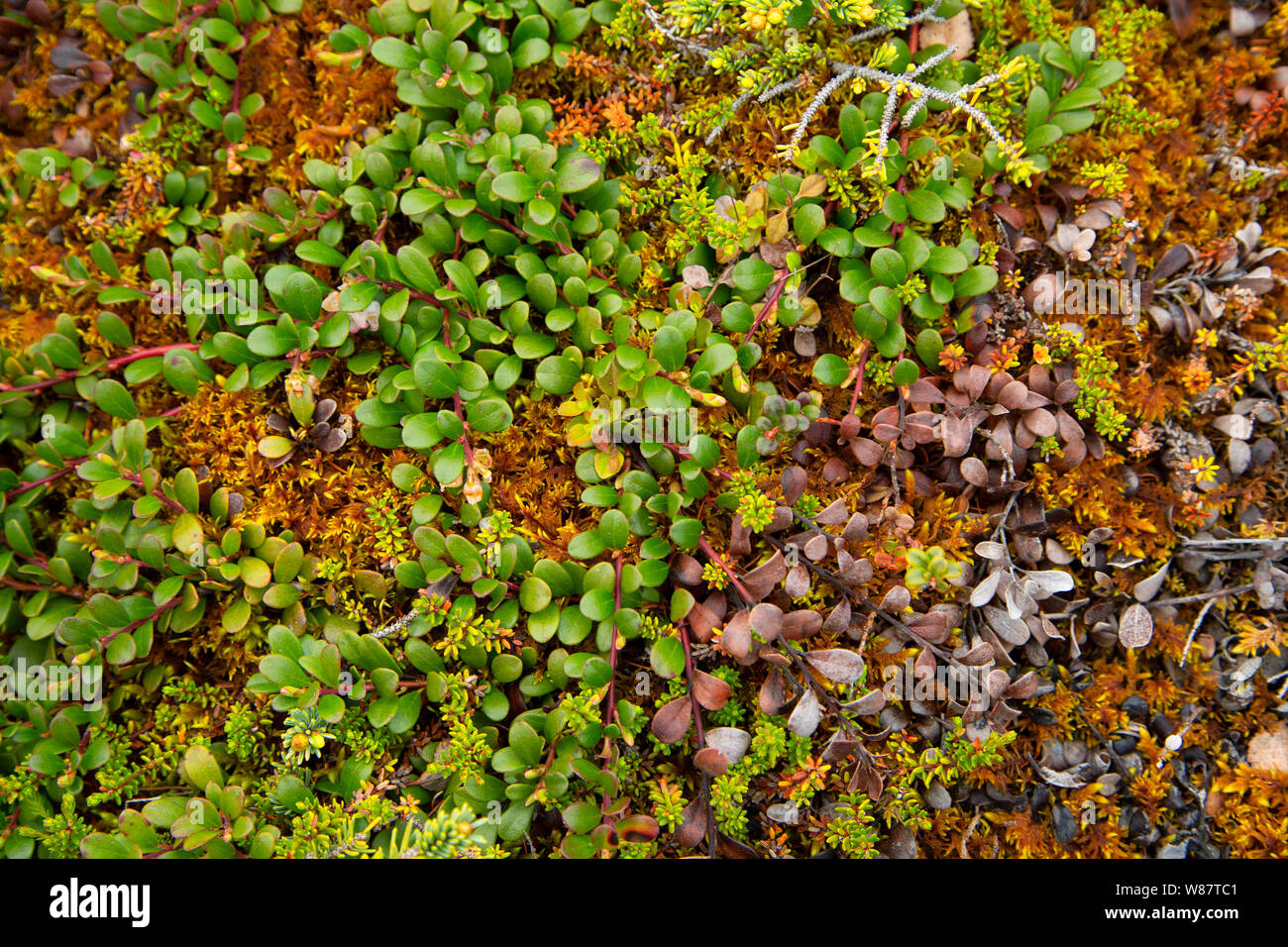 Bearberry (Arctostaphylos), Burnt Cape Ecological Reserve, Newfoundland and Labrador, Canada Stock Photo