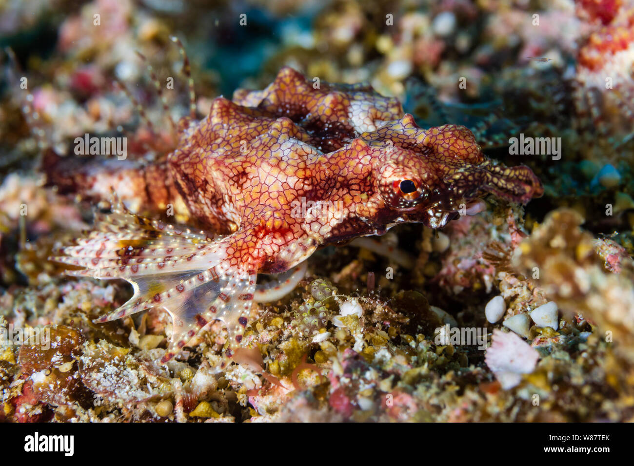 Unusual Longtail Seamoth on the Seabed of a Tropical Coral Reef Stock Photo