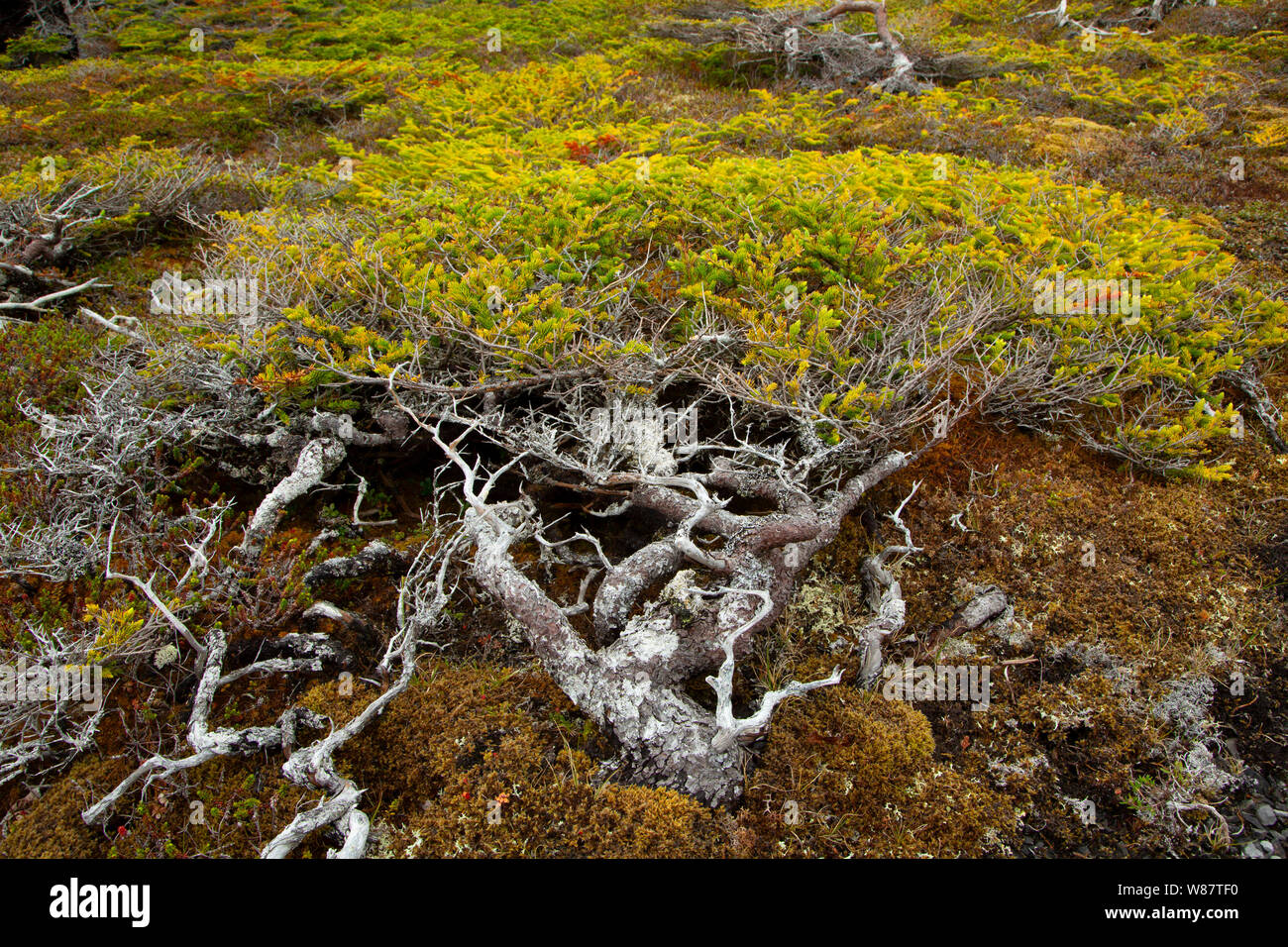Black spruce, Burnt Cape Ecological Reserve, Newfoundland and Labrador, Canada Stock Photo