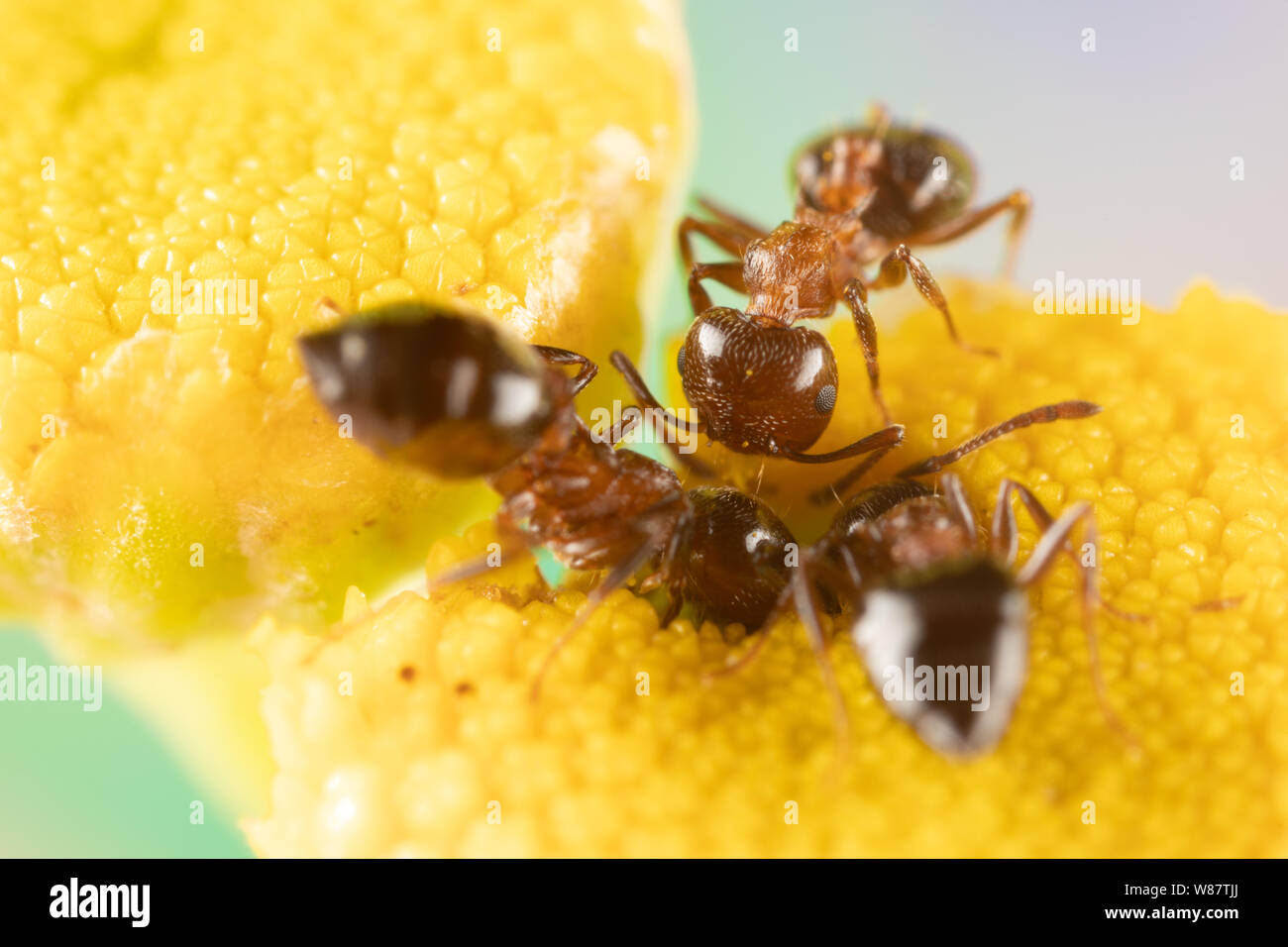 Macro photo of small fire ants eating pollen from a Tansy flower Stock