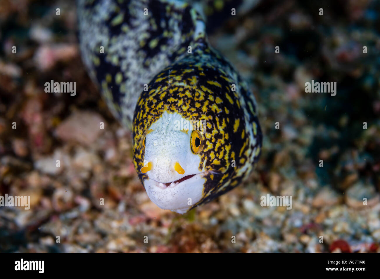 A Curious Snowflake Moray Eel on a Tropical Coral Reef Stock Photo