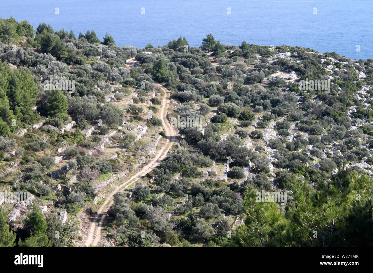 Olive grove in Mljet island, Croatia Stock Photo